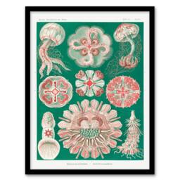 Artery8 Haeckel Framed Wall Art Green Pink Vintage Jellyfish Illustration - Size: A4 - thumbnail 1