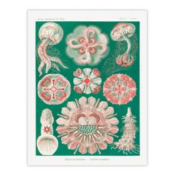 Artery8 Haeckel Framed Wall Art Green Pink Vintage Jellyfish Illustration - Size: A4 - thumbnail 3