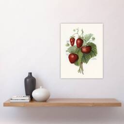 "Artery8 Vintage Fruit Illustration of Strawberries Wright Wall Art Print in White - Size: W18"" x H24""" - thumbnail 4