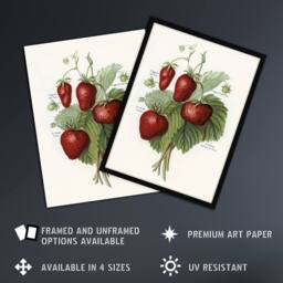 "Artery8 Vintage Fruit Illustration of Strawberries Wright Wall Art Print in White - Size: W18"" x H24""" - thumbnail 2