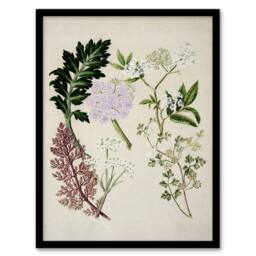 "Artery8 New Zealand Ligosticum Latifolium Flowers Featon Framed Wall Art Print in Beige - Size: W12"" x H16""" - thumbnail 1