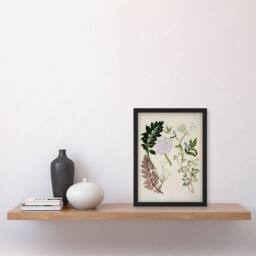 "Artery8 New Zealand Ligosticum Latifolium Flowers Featon Framed Wall Art Print in Beige - Size: W12"" x H16""" - thumbnail 4
