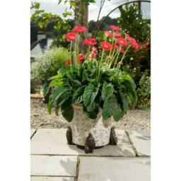 Jardinopia Emperor Penguin Plant Pot Feet - Set of 3 - L9.3 x W6 x H11.2 cm in Bronze - thumbnail 6