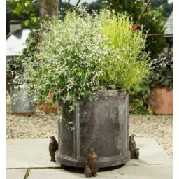 Jardinopia Emperor Penguin Plant Pot Feet - Set of 3 - L9.3 x W6 x H11.2 cm in Bronze - thumbnail 7