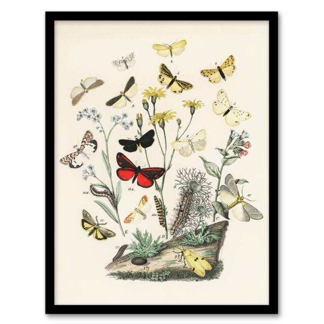 "Artery8 Small Butterflies Caterpillars Kirby Vintage Framed Wall Art Print in White - Size: W12"" x H16""" - image 1