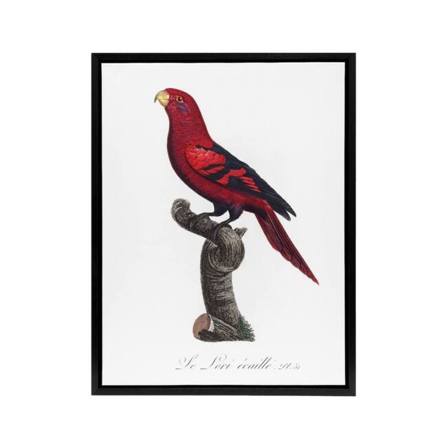 "Artery8 The Violet Necked Lory Parrot Levaillant Framed Canvas Wall Art Print in White - Size: W24"" x H32""" - image 1