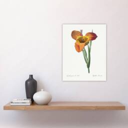 "Artery8 Tiger Flower Botanical Redoute Vintage Wall Art Print Poster in White - Size: W12"" x H16""" - thumbnail 4