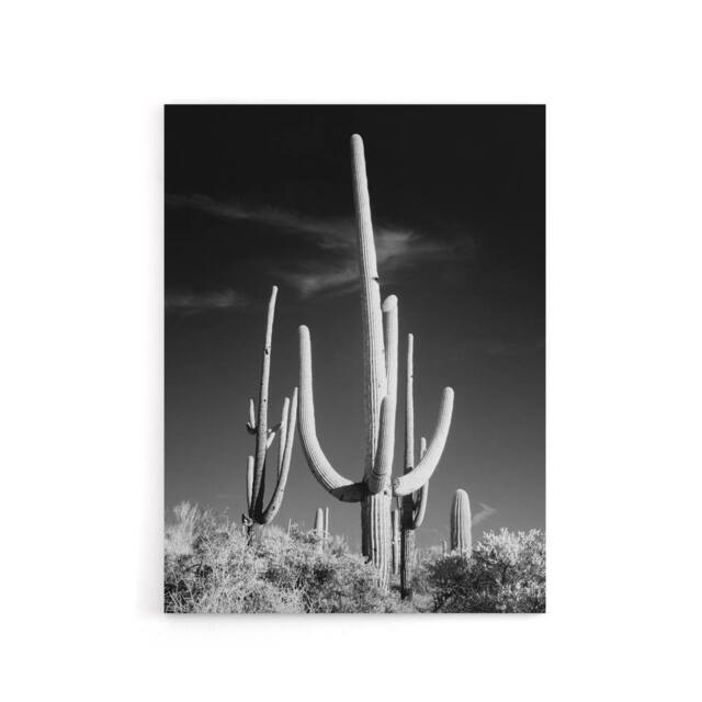 "Artery8 Saguaro Cactus Arizona Carol M Highsmith Canvas Wall Art Print in Grey - Size: W12"" x H16""" - image 1