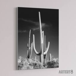 "Artery8 Saguaro Cactus Arizona Carol M Highsmith Canvas Wall Art Print in Grey - Size: W12"" x H16""" - thumbnail 2