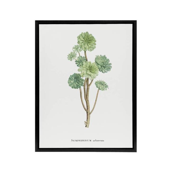 "Artery8 Tree Houseleek Succulent Redoute Vintage Black Framed Canvas Wall Art in White - Size: W12"" x H16""" - image 1