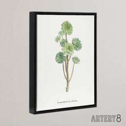 "Artery8 Tree Houseleek Succulent Redoute Vintage Black Framed Canvas Wall Art in White - Size: W12"" x H16""" - thumbnail 2
