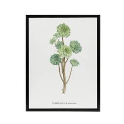 "Artery8 Tree Houseleek Succulent Redoute Vintage Black Framed Canvas Wall Art in White - Size: W12"" x H16""" - thumbnail 1