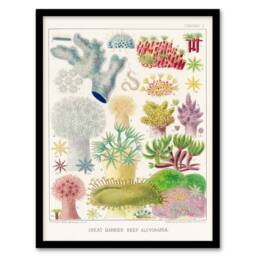 Artery8 William Saville Kent Framed Wall Art Great Barrier Reef Alcyonaria in White - Size: A4 - thumbnail 1