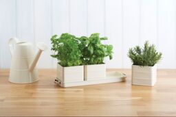 Living Nostalgia Antique Cream Herb Pots with Tray - thumbnail 3