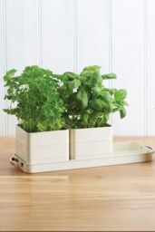 Living Nostalgia Antique Cream Herb Pots with Tray - thumbnail 1