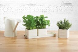 Living Nostalgia Antique Cream Herb Pots with Tray - thumbnail 2