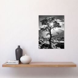 Artery8 Wall Art Print Frozen Tree Outline in Mountain Forest Landscape Covered in Snow Black & White Photograph Winter Sunshine Poster - thumbnail 2