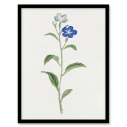 Artery8 Blue Flower Framed Wall Art Print Vintage Japanese Botanical in White - Size: A4 - thumbnail 1