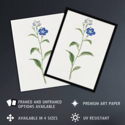 Artery8 Blue Flower Framed Wall Art Print Vintage Japanese Botanical in White - Size: A4 - thumbnail 2