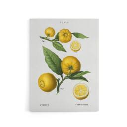 "Artery8 Clusters of Citrus Fruit Redoute Vintage Canvas Wall Art in White - Size: W18"" x H24""" - thumbnail 1