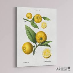 "Artery8 Clusters of Citrus Fruit Redoute Vintage Canvas Wall Art in White - Size: W18"" x H24""" - thumbnail 2