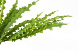 Leaf 40cm Artificial Crocodile Fern Plant in Green - thumbnail 5