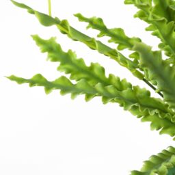 Leaf 40cm Artificial Crocodile Fern Plant in Green - thumbnail 6