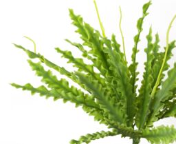 Leaf 40cm Artificial Crocodile Fern Plant in Green - thumbnail 4