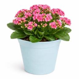 simpa Small Plastic Turquoise Flower Pots 18.5cm Dia - Set of 10 - thumbnail 3