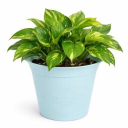 simpa Small Plastic Turquoise Flower Pots 18.5cm Dia - Set of 10 - thumbnail 4