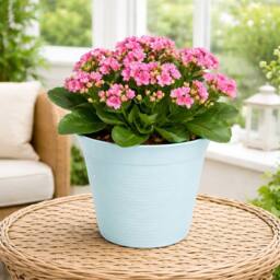 simpa Small Plastic Turquoise Flower Pots 18.5cm Dia - Set of 10 - thumbnail 2