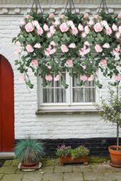 Neel Blue 110cm Artificial Rose Garland Vine Hanging Silk Garland, 18 Flowers in Pink - thumbnail 5