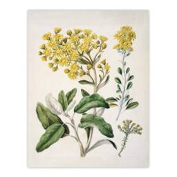 "Artery8 New Zealand Brachyglottis Daisy Flowers Featon Wall Art Poster Print in Beige - Size: W12"" x H16""" - thumbnail 1