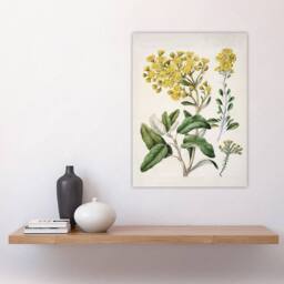 "Artery8 New Zealand Brachyglottis Daisy Flowers Featon Wall Art Poster Print in Beige - Size: W12"" x H16""" - thumbnail 4