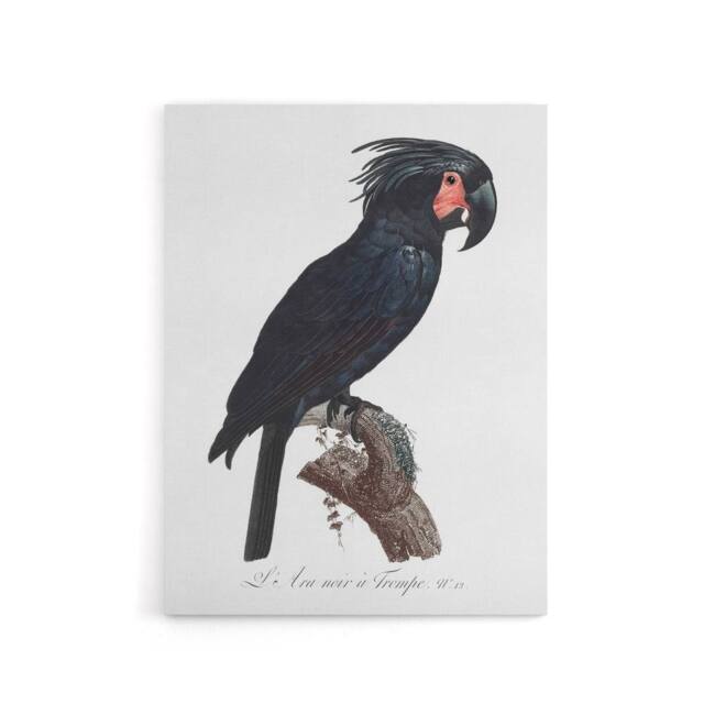 "Artery8 Black Palm Cockatoo Parrot Levaillant Canvas Wall Art Print in White - Size: W12"" x H16""" - image 1
