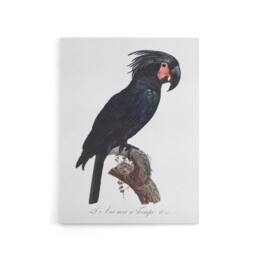 "Artery8 Black Palm Cockatoo Parrot Levaillant Canvas Wall Art Print in White - Size: W12"" x H16""" - thumbnail 1