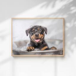 60 SECOND MAKEOVER Rottweiler In The Bath Quirky Animal Print - Size: A4 - thumbnail 1