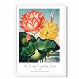 ARTZE Vintage Floral Exhibition - Egyptian Bean Flower Framed Print SIZE: A4 with White Frame in Red - thumbnail 1
