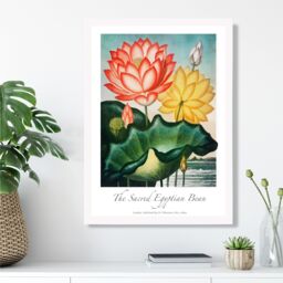 ARTZE Vintage Floral Exhibition - Egyptian Bean Flower Framed Print SIZE: A4 with White Frame in Red - thumbnail 2