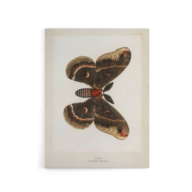 "Artery8 Cecropia Moth Vintage Illustration Denton Canvas Wall Art Print in White - Size: W24"" x H32""" - image 1