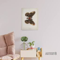 "Artery8 Cecropia Moth Vintage Illustration Denton Canvas Wall Art Print in White - Size: W24"" x H32""" - thumbnail 3
