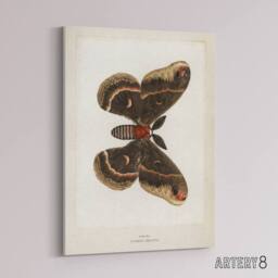 "Artery8 Cecropia Moth Vintage Illustration Denton Canvas Wall Art Print in White - Size: W24"" x H32""" - thumbnail 2