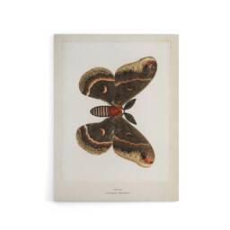 "Artery8 Cecropia Moth Vintage Illustration Denton Canvas Wall Art Print in White - Size: W24"" x H32""" - thumbnail 1
