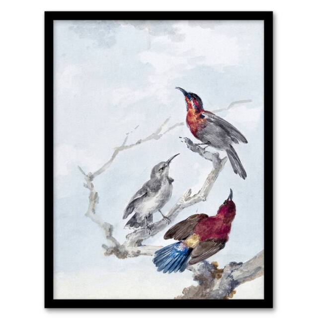 Artery8 Three Crimson Sunbirds Watercolour Schouman Framed Wall Art Print in Blue - Size: A4 - image 1