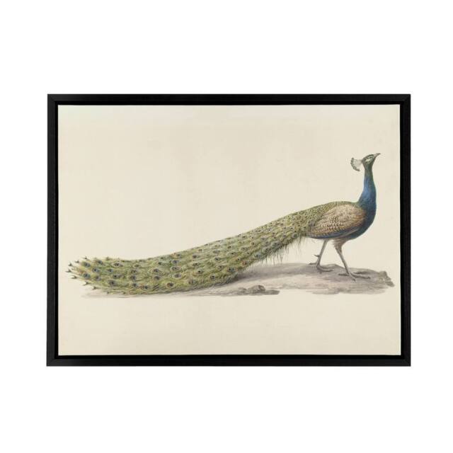 "Artery8 Pieter Pietersz Barbiers Blue Peacock Framed Canvas Wall Art Print in Beige - Size: W12"" x H16""" - image 1