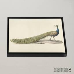 "Artery8 Pieter Pietersz Barbiers Blue Peacock Framed Canvas Wall Art Print in Beige - Size: W12"" x H16""" - thumbnail 2