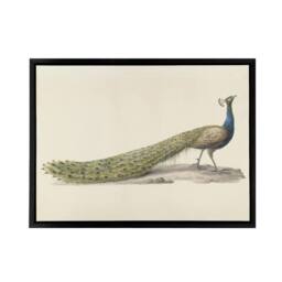 "Artery8 Pieter Pietersz Barbiers Blue Peacock Framed Canvas Wall Art Print in Beige - Size: W12"" x H16""" - thumbnail 1
