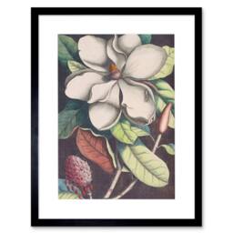 "Artery8 Flower Magnolia Botany Living Room Home Decor 12x16"" Framed Art Print - Size: W12"" x H16""" - thumbnail 1