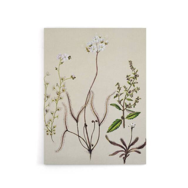"Artery8 New Zealand Drosera Arcturi Plant Flowers Featon Canvas Wall Art Print in Beige - Size: W12"" x H16""" - image 1