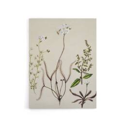 "Artery8 New Zealand Drosera Arcturi Plant Flowers Featon Canvas Wall Art Print in Beige - Size: W12"" x H16""" - thumbnail 1
